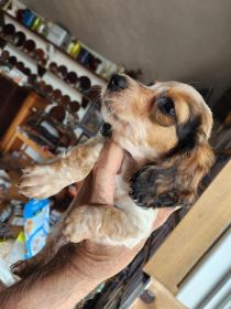 PUREBRED MINIATURE DACHSHUND MALE PUPPY