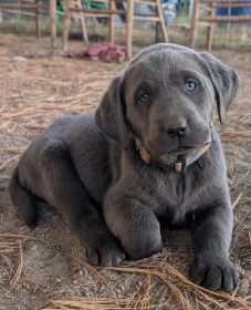 LABRADOR PUPPIES