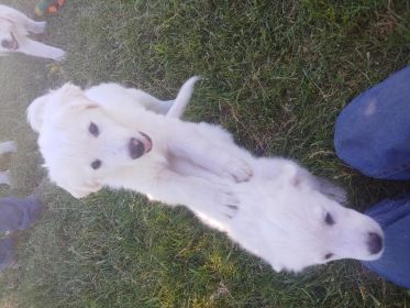 GREAT PYRENEES PUPPIES