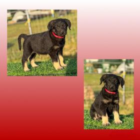 SUPER CUTE GIANT SCHNOODLE CROSS PUPPIES