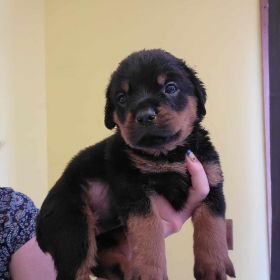 PUREBRED ROTTWEILER PUPPIES 