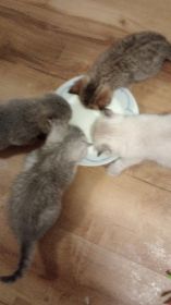 SCOTTISH FOLD KITTENS