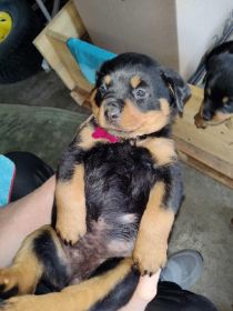 ROTTWEILER PUPPIES