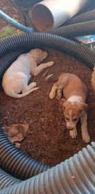 PYRENEES/ ANATOLIAN PUPPIES PLUS COLLIE PUPPIES 