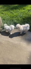 PURE WHITE MALTESE PUPPIES