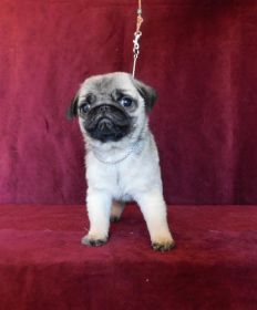 10 WEEK OLD AKC PUG PUPPIES