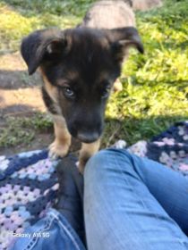 3 GERMAN SHEPHERD PUPPIES 