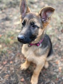 TWO FEMALE GERMAN SHEPHERD PUPPIES