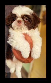 ADORABLE CHOCOLATE SHIH-TZU PUPPIES