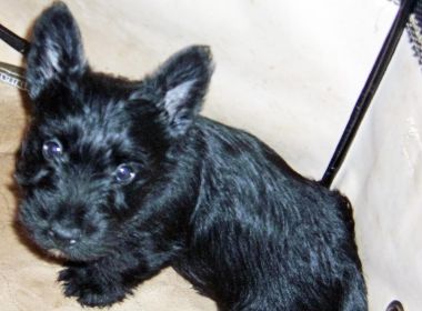 AKC REG. SCOTTISH TERRIER PUPPIES