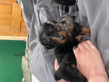 MINI DACHSHUND PUPPIES
