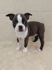 BOSTON TERRIER PUPPIES