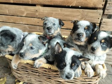 PUREBRED BLUE HEELERS