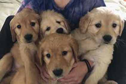 AKC GOLDEN RETRIEVERS