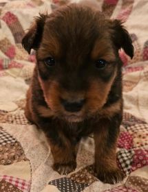 CHOCOLATE AUSSIE/ RED HEELER PUPPIES