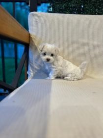 PURE WHITE MALTESE PUPPIES
