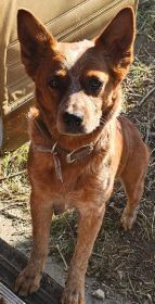 CHOCOLATE AUSSIE/ RED HEELER PUPPIES