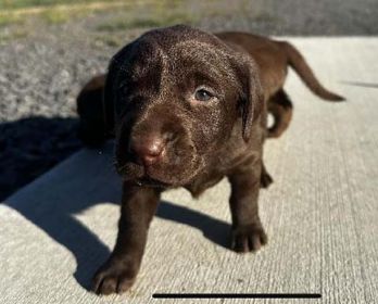 AKC REGISTERED LABRADOR RETREIVER PUPPIES