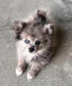 COCKAPOO & POMERANIAN FEMALE