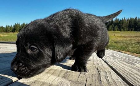 AKC REGISTERED LABRADOR RETREIVER PUPPIES