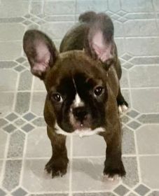 FRENCHTONS: 3/4 FRENCH BULLDOG, 1/4 BOSTON TERRIER