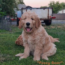 3 MALE F1B GOLDENDOODLES