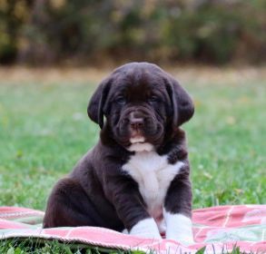 ADORABLE SPRINGADOR PUPPIES