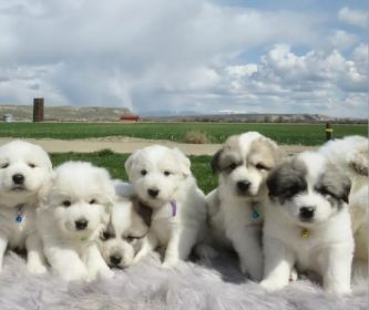 GREAT PYRENEES PUPPIES!