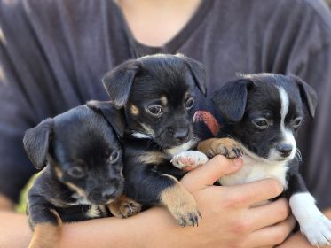 CHIHUAHUA, PUG, COCKAPOO & MORE MIX PUPPIES