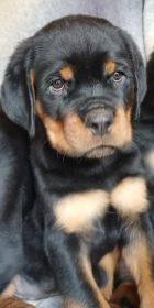 AKC ROTTWEILER PUPPIES
