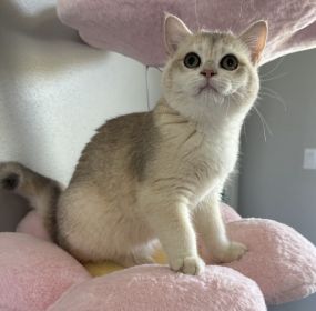 BRITISH MALE & FEMALE CATS & KITTENS