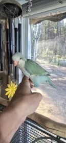 HANDFED QUAKER PARROT BABIES