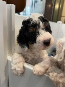 MINI BERNEDOODLE PUPPIES AVAILABLE