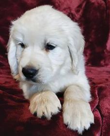 AKC ENGLISH CREAM GOLDEN RETRIEVER PUPPIES