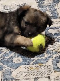 CHIHUAHUA PUPPIES
