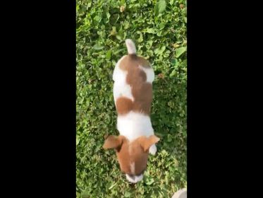 JACK RUSSELL PUPPIES