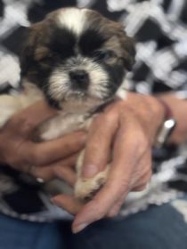 SHIH TZU PUPPIES BORN SEPTEMBER 21