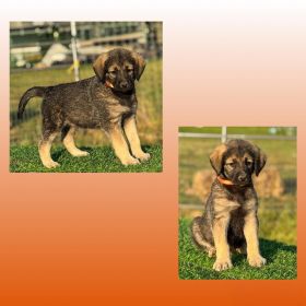 SUPER CUTE GIANT SCHNOODLE CROSS PUPPIES