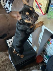 ONE FRENCHIE