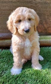 ADORABLE F1B GOLDENDOODLES