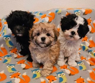 SHICHON PUPPIES