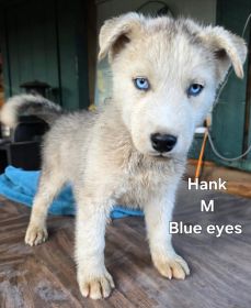 PUREBRED HUSKY PUPPIES 10 WEEKS OLD