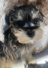 MINIATURE/ TOY SCHNAUZER PUPPIES