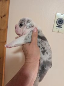 AKC ENGLISH BULLDOG PUPPIES