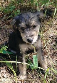 TWO 7 MONTH OLD CAIRN-YORKIE PUPPIES