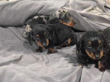 MINI DACHSHUND PUPPIES