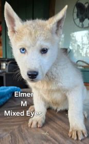 PUREBRED HUSKY PUPPIES 10 WEEKS OLD