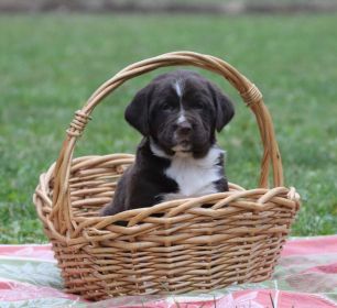 ADORABLE SPRINGADOR PUPPIES
