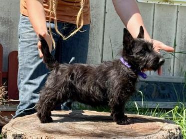 AKC SCOTTISH TERRIER PUPPIES