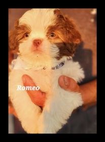 RARE GREEN EYED SHIH TZU PUPPIES